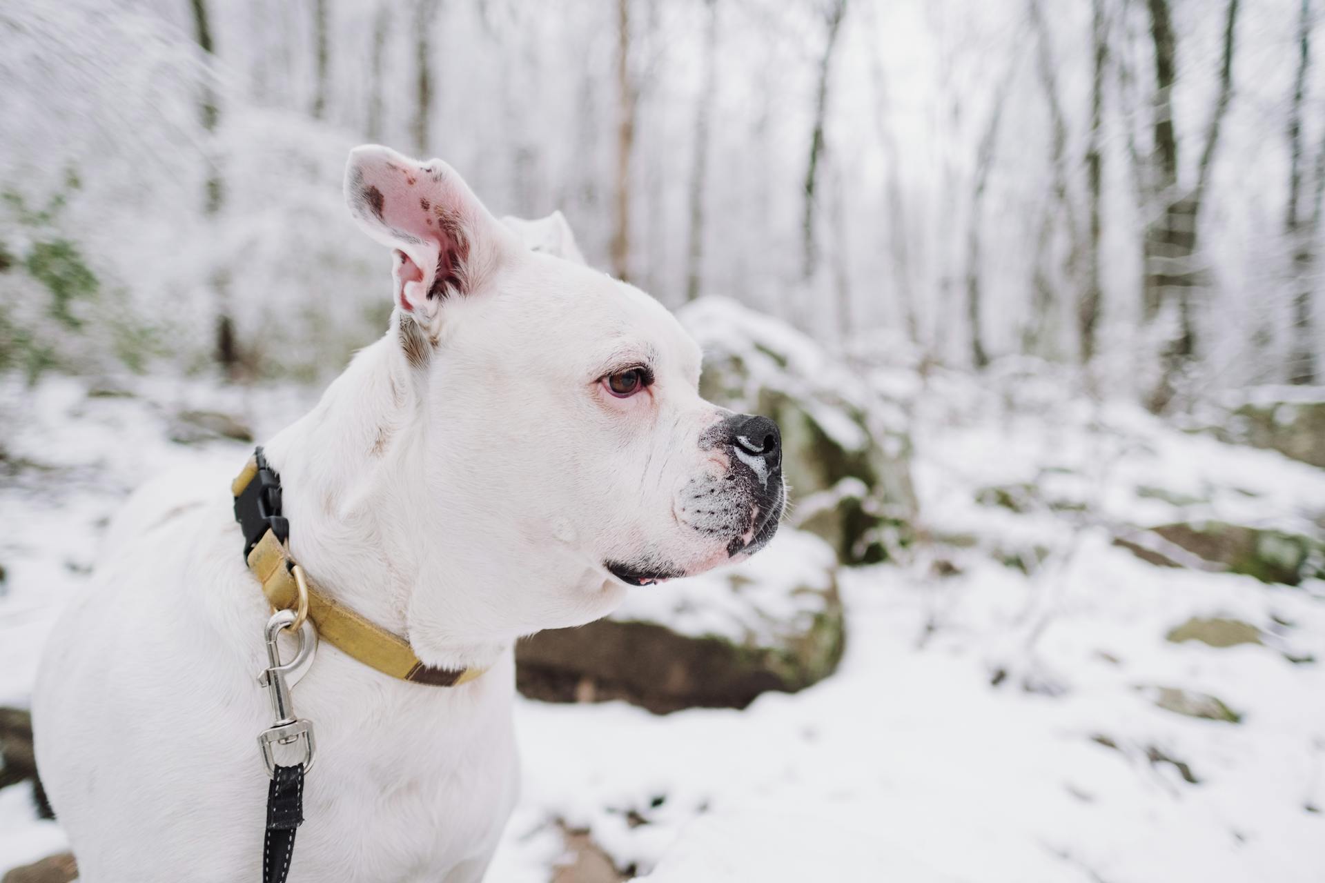 Een witte Amerikaanse Bulldog met een halsband