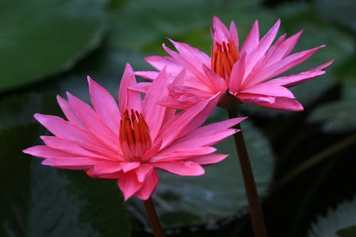Imagine de stoc gratuită din a închide, floare de lotus, floră