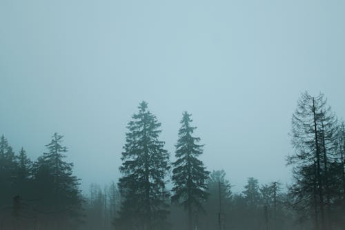 Pine Trees Under a Gloomy Sky