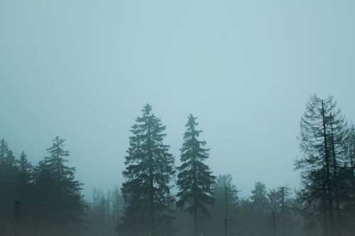 Free A serene and misty forest featuring towering pine trees under a foggy sky, evoking a tranquil mood. Stock Photo
