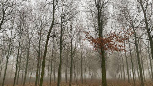 Bare Trees Under a Gloomy Sky