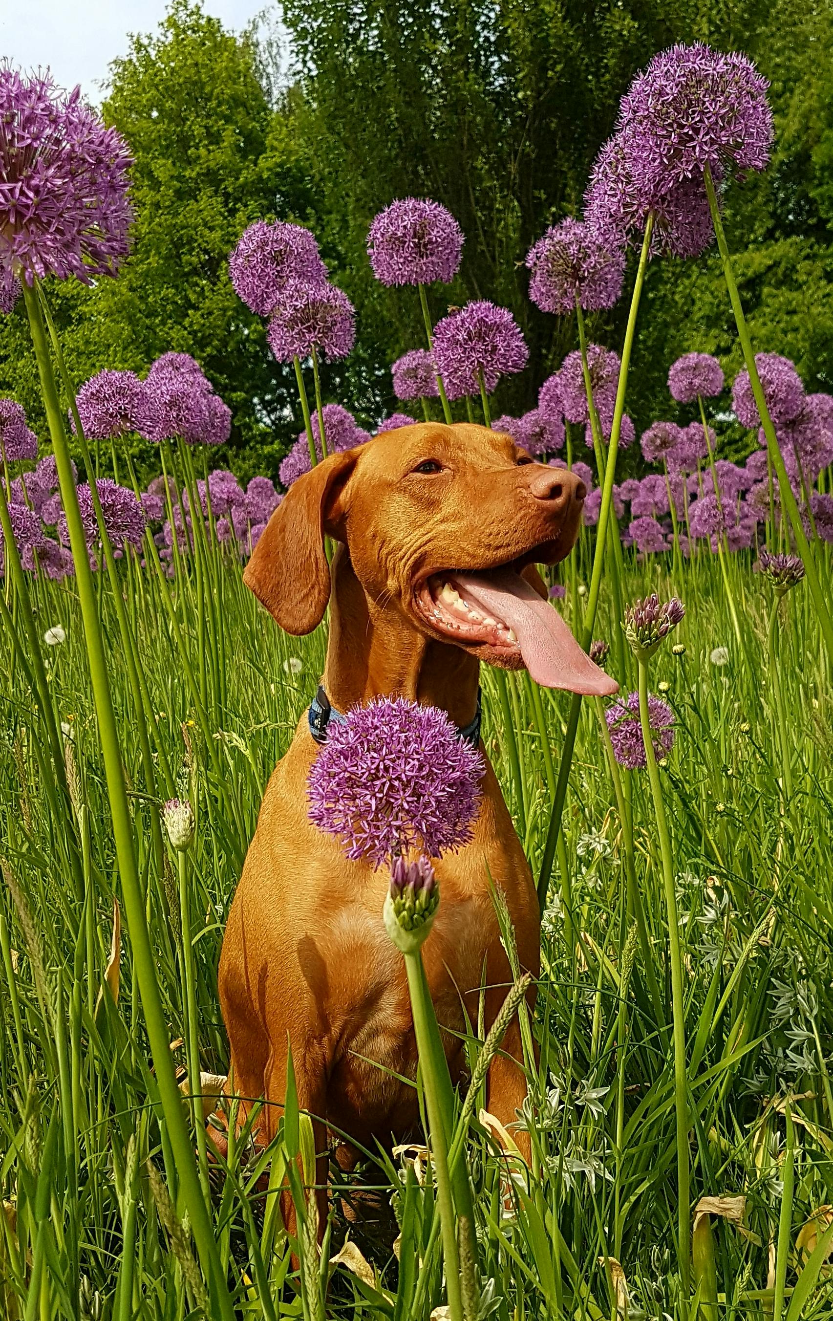 tan dog sits on flower field at daytime