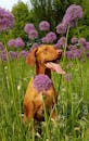 可爱的狗在开满紫色葱花的田野里，享受着阳光明媚的一天