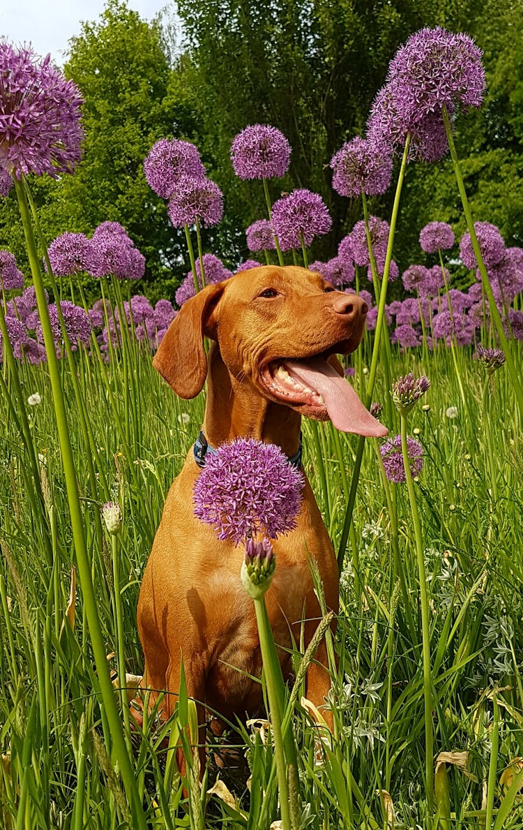 Tan Dog Sits On Flower Field At Daytime