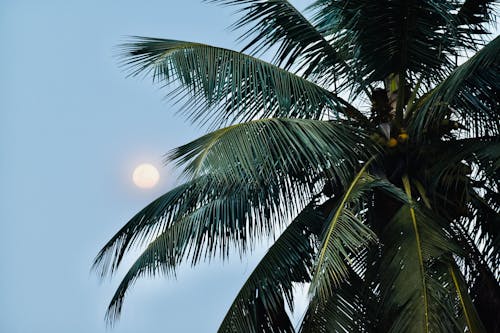 A Coconut Tree Under The Moon on a Blue Sky