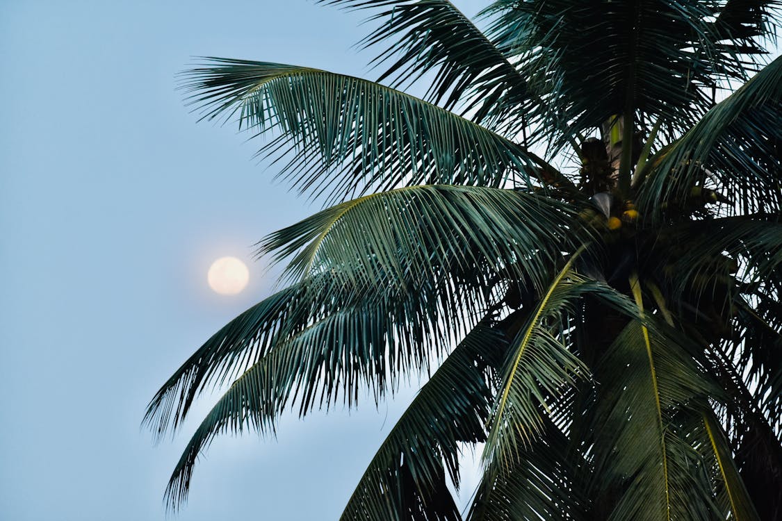 A Coconut Tree Under The Moon on a Blue Sky