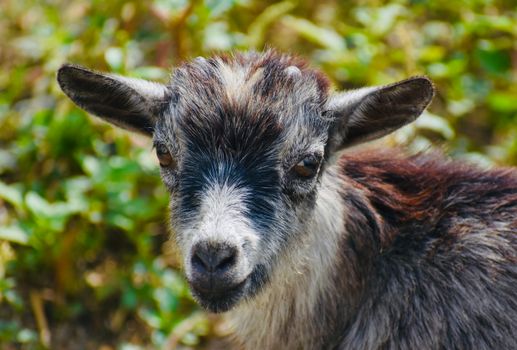 Adorable pygmy goat gazing into the camera with a backdrop of green foliage.