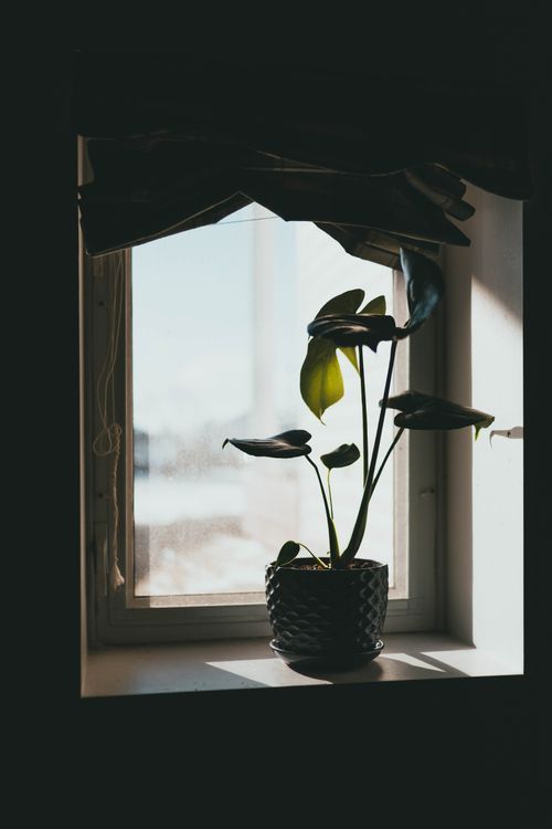 Free A potted plant silhouette against a window, capturing simplicity and light. Stock Photo