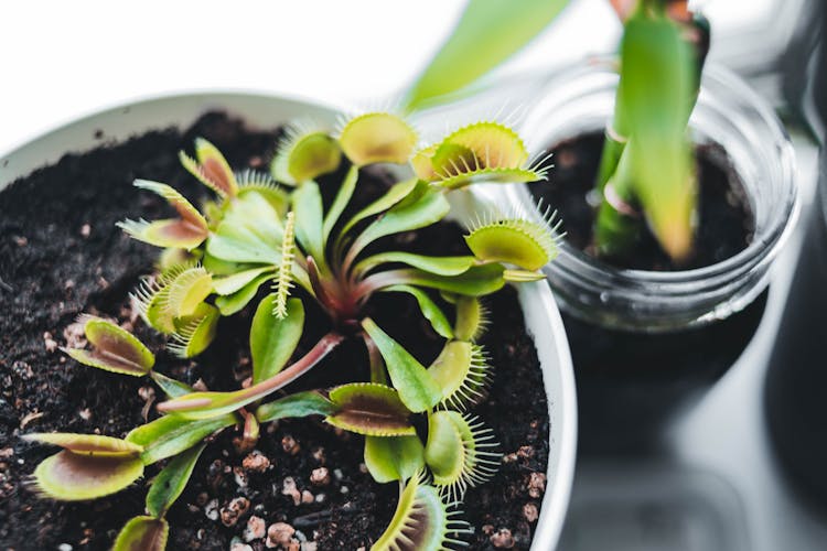 Sundew Plant In A Pot 