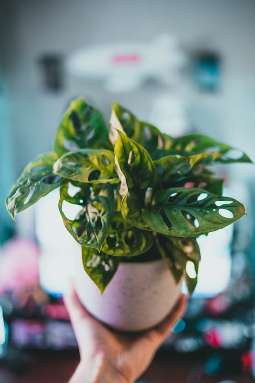 Free Person Holding a Potted Plant Stock Photo
