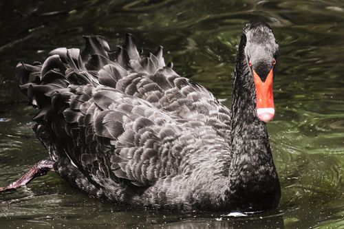 Free Captivating close-up of a black swan with vibrant beak, elegantly floating on water. Stock Photo