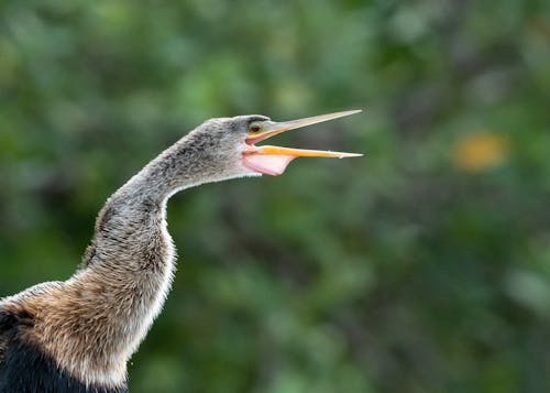 anhinga, 惡魔鳥, 水鳥 的 免費圖庫相片