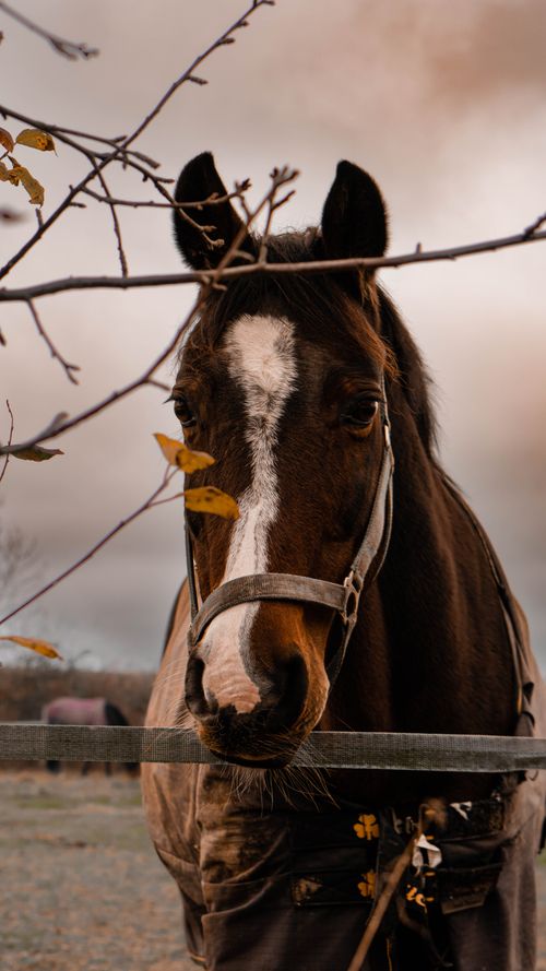 Free A brown horse with a white stripe stands behind a wooden fence on a cloudy autumn day. Stock Photo