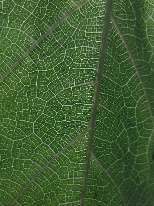 Bugs on Green Leaf in Close-up Photography