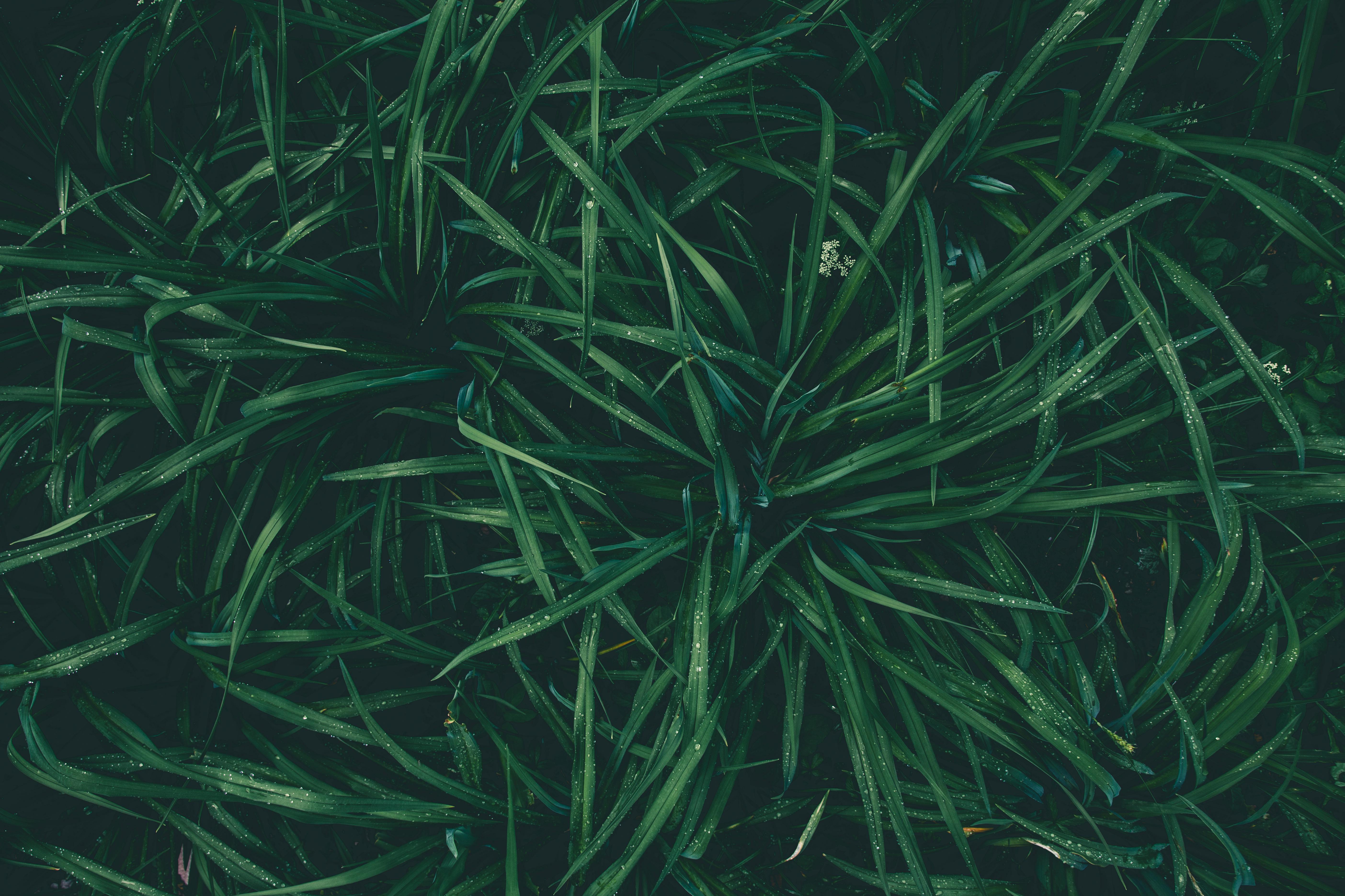 Landscape Wallpaper 4K, Grass, Bokeh, Dew Drops, Macro, #5042