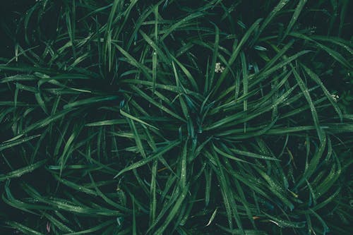 Фотография зеленого растения, вид сверху