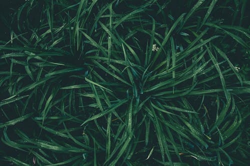 grass wall paper