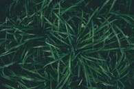 捕捉露水覆盖的绿草叶片，细致展现大自然的新鲜与宁静