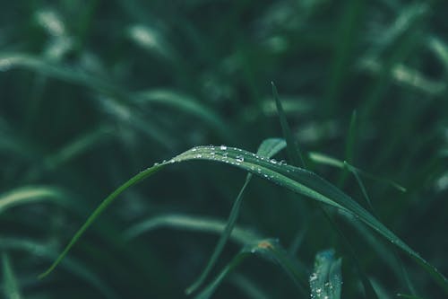бесплатная Неглубокий фокус зеленых листьев Стоковое фото