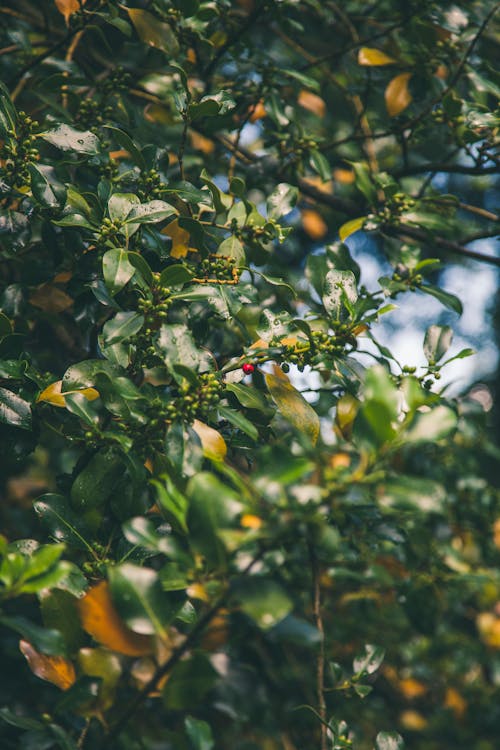 Selektives Fokusfoto Der Roten Frucht