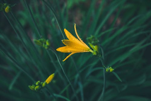 Free Selective Focus Photography of Yellow Petaled Flower Stock Photo