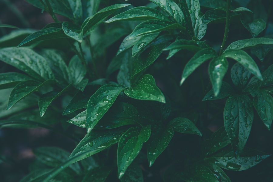 Close-up of lush, dew-covered green leaves symbolizing natural, radiant healing