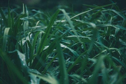 Free Lush green grass with glistening dewdrops, capturing nature's freshness in a close-up view. Stock Photo