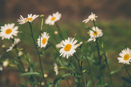 Beyaz Yapraklı çiçeklerin Derinlik Alanı Fotoğrafçılığı