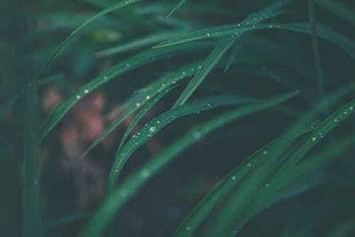 무료 녹색 선형 잎의 매크로 사진 스톡 사진