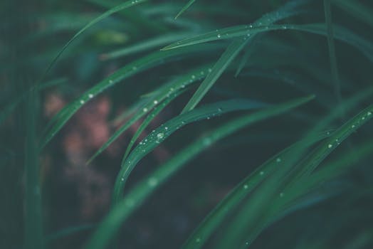 Close-up view of dewdrops on green grass, capturing the essence of nature and growth.