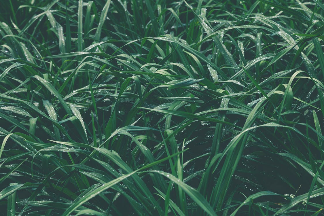 Closeup Photo of a Green Grass Field