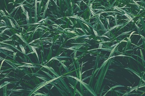 Free Close-up of dew-covered green grass, showcasing freshness and natural beauty outdoors. Stock Photo
