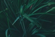 绿草与露珠的特写，展现了自然的新鲜与生机