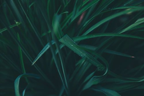 Free Close-up of green grass with dew drops, showcasing natural freshness and growth. Stock Photo