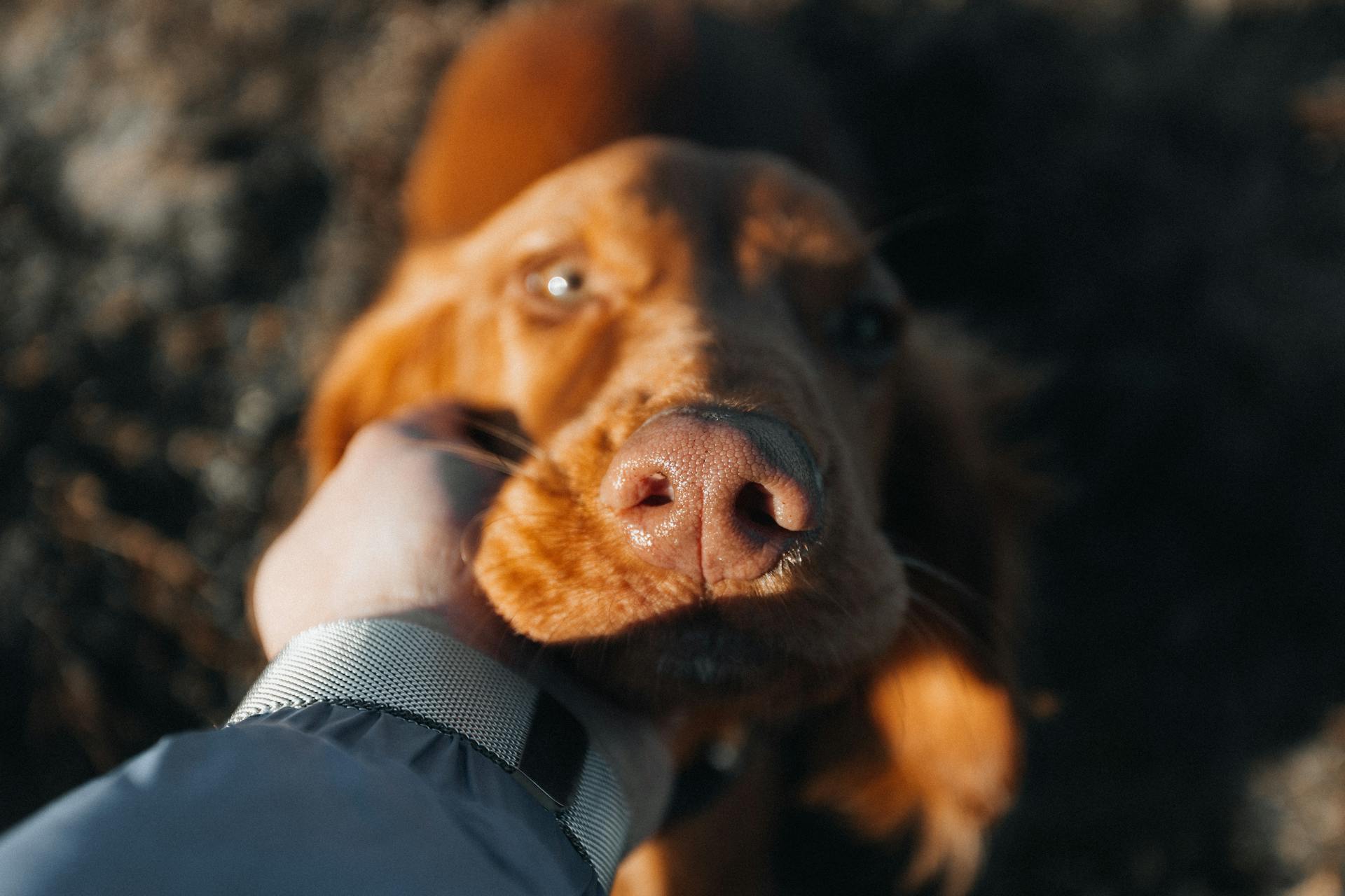 Person Petting a Brown Dog