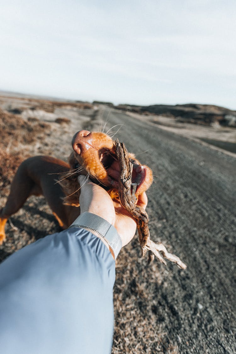 Brown Dog Biting A Stick