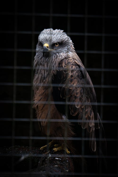 Foto stok gratis burung, elang