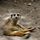 funny animal video