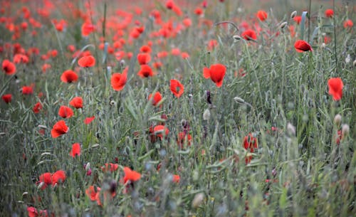 Free Red Flower Field Stock Photo