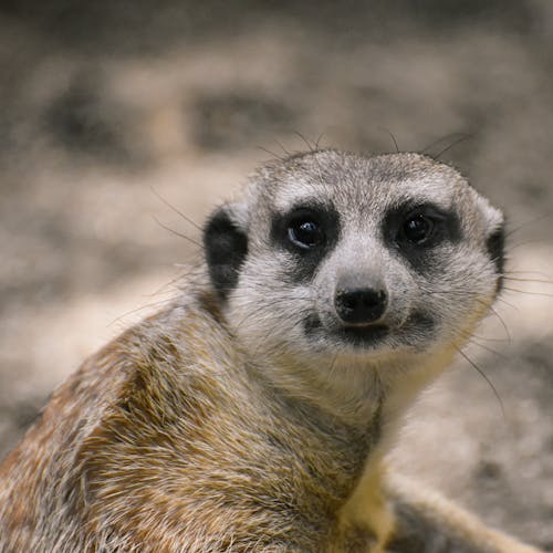 Free A Cute Brown and White Meerkat Stock Photo
