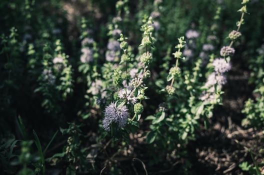 Purple Flower in Tilt Shift Lens
