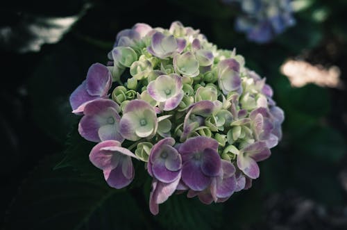 Kostenloses Stock Foto zu blühen, blumen, blütenblätter