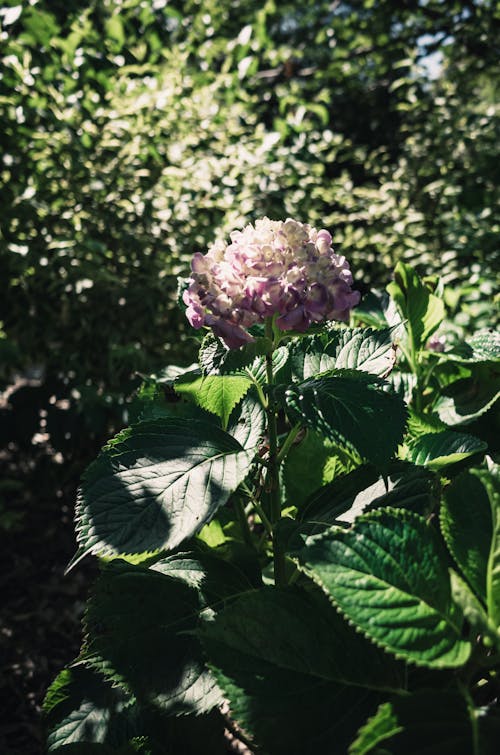 Hydrangea Flower Plant  in the Garden