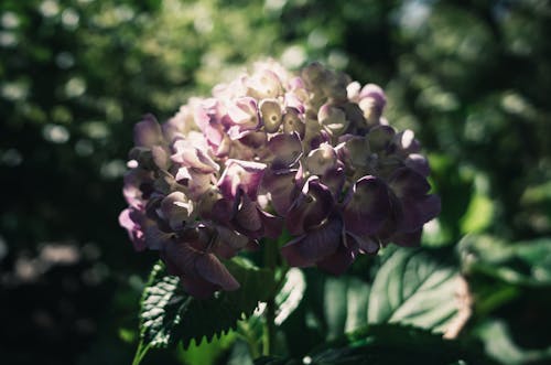 Purple and White Flower in the Garden