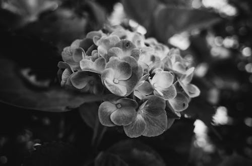Grayscale Photo of Small Flowers