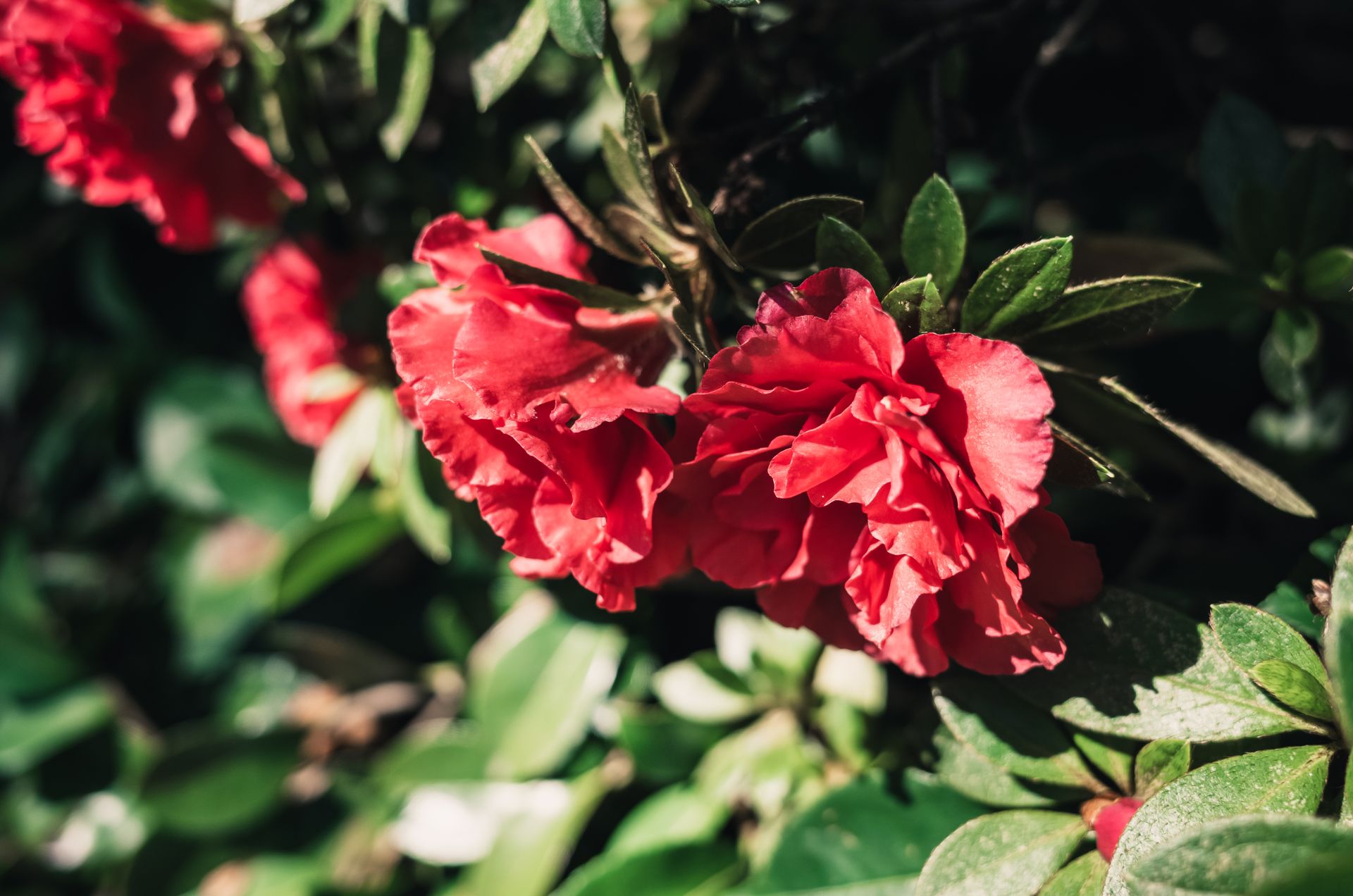 Close-up of vivid red azalea flowers blooming in a sunlit garden, surrounded by lush green leaves.
