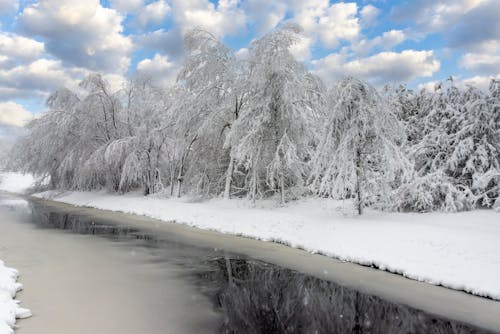 Gratis lagerfoto af forkølelse, frossen, frostklart vejr