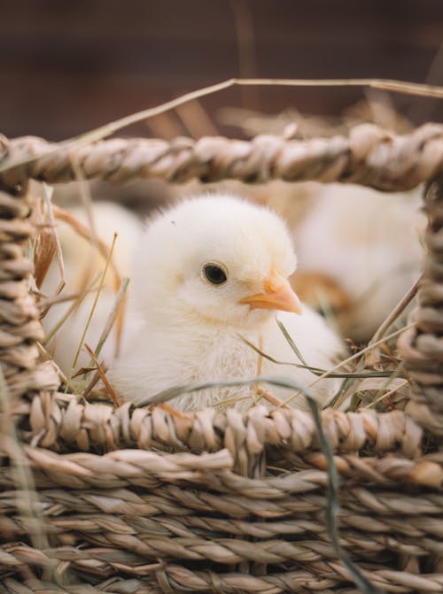 Chick in Basket 