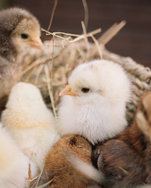 Chicks in Basket 