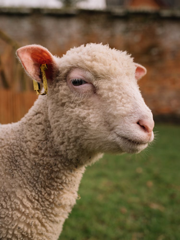 Shaved Sheep Looking At Camera